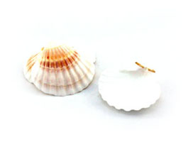 Set of 25 Scallop Shells / Place Card Holders