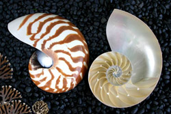 Shell decorations 02