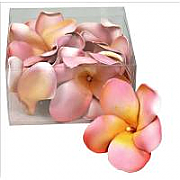 Floating Frangipani Flowers