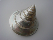 Shell decorations 05