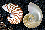 Shell decorations 02