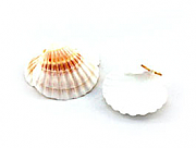 Set of 25 Scallop Shells / Place Card Holders